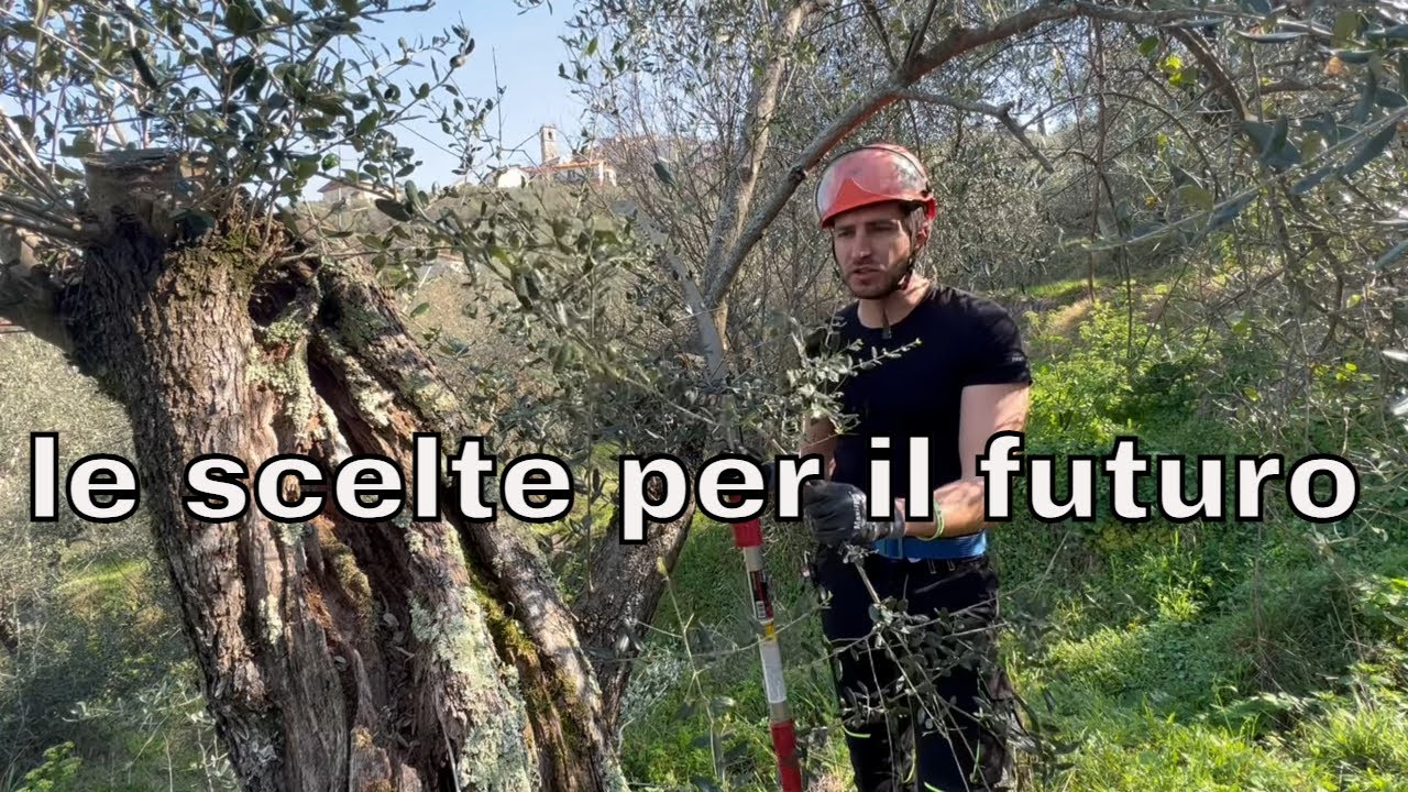 Tutorial potatura olivo post riforma(l’oliveto abbandonato)