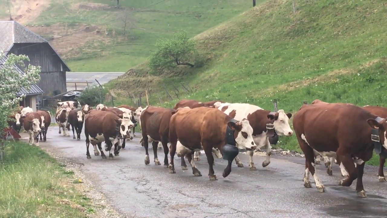Quand les vaches de La Compôte font du bruit pour les soignants...