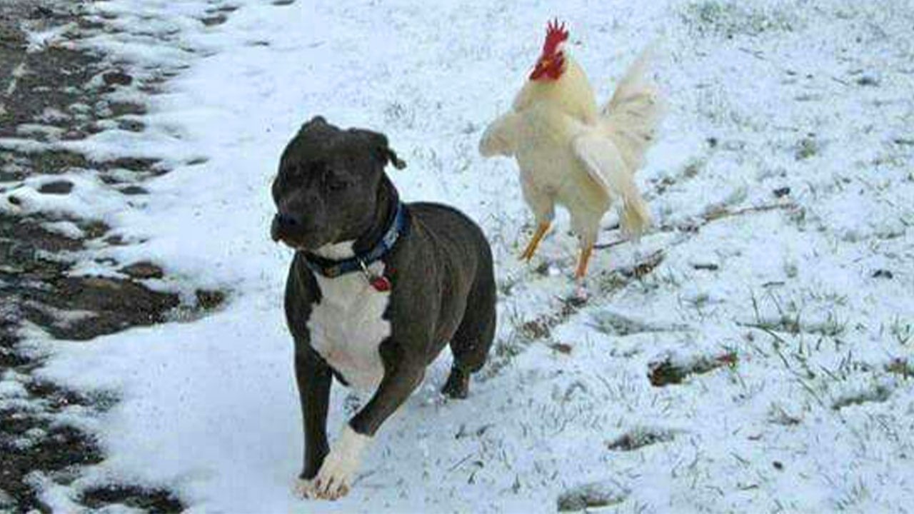 The Funniest and Most Dramatic Farm ANIMALS Video Ever!