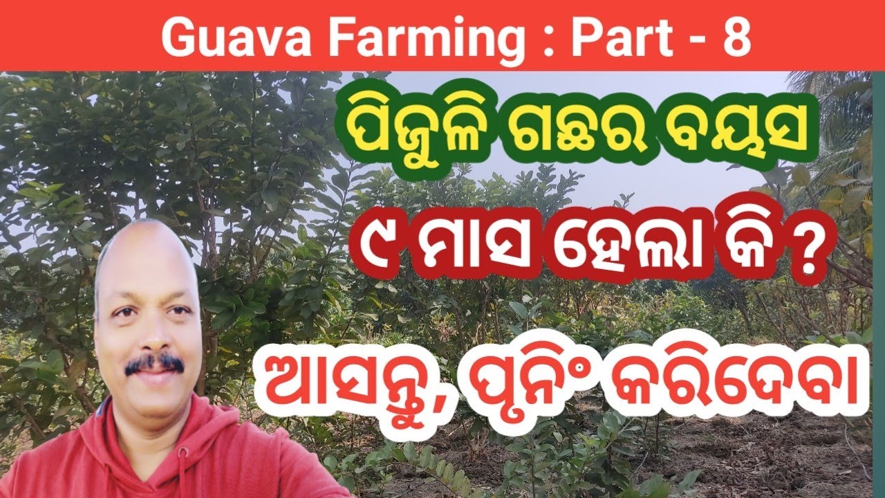 How to Prune Thai Guava Plant?Commercial Guava Farming in Odisha | Organic Farming | ପିଜୁଳି ଗଛ ପୃନିଂ