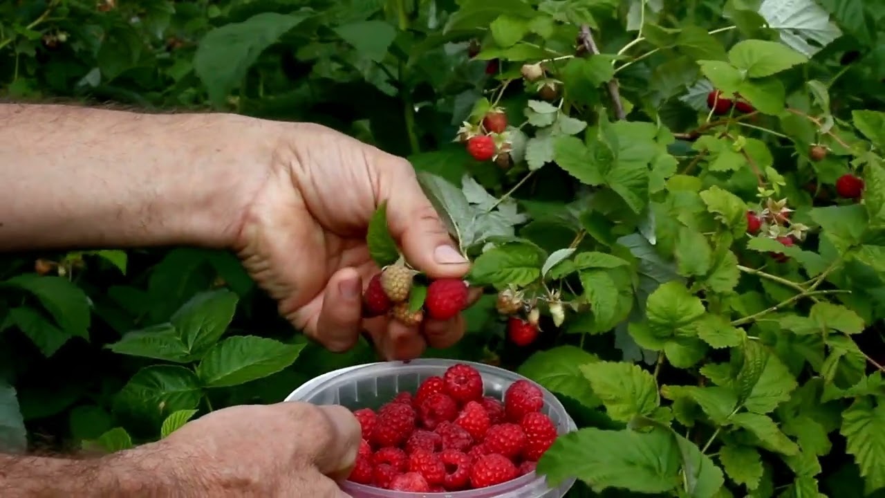 Malina właściwa (Rubus idaeus, R&oacute;żowate) : Odkryj piękno i smak tych pysznych owoc&oacute;w!
