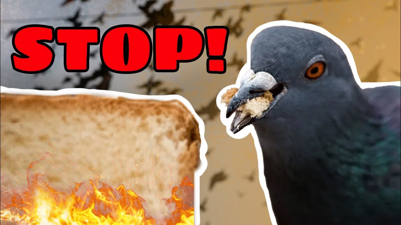Is bread ACTUALLY bad for birds?