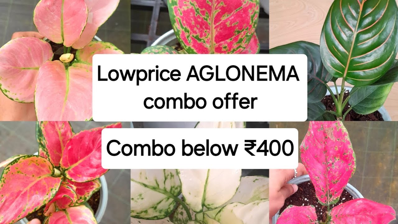 കുറഞ്ഞവിലക്ക് aglonema combo offer