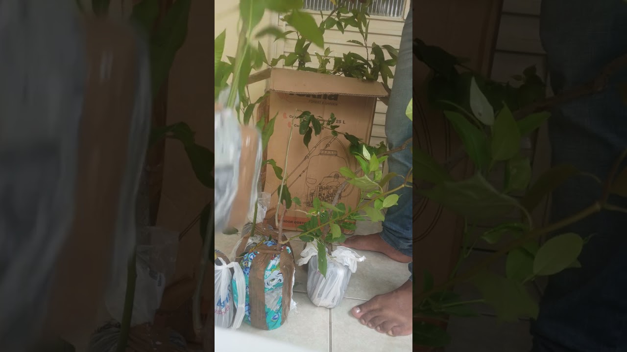 Como transportar plantas de maneira segura de ônibus e avião. segue a dica!