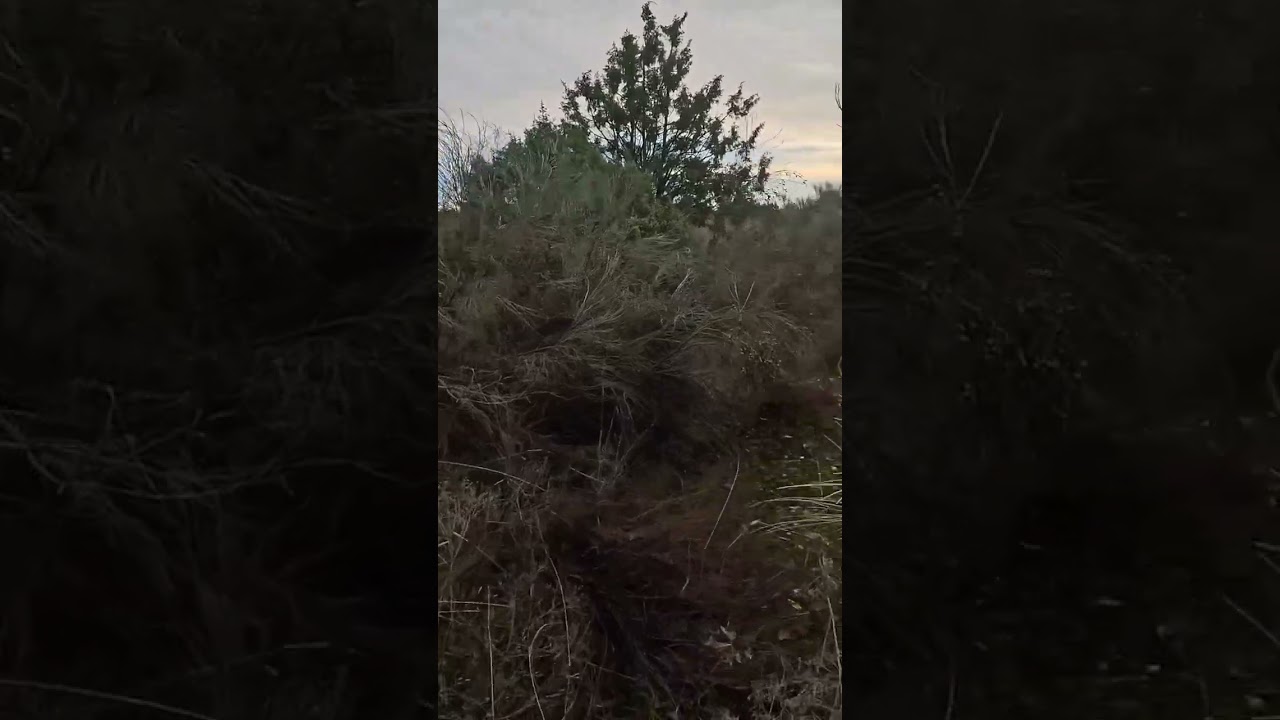 Perdido por los montes de Torrelaguna ￼