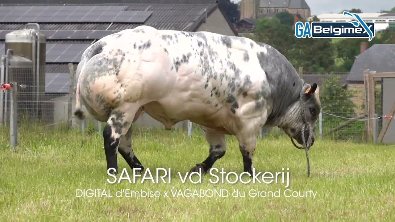 SAFARI vd Stokerij 06-2024