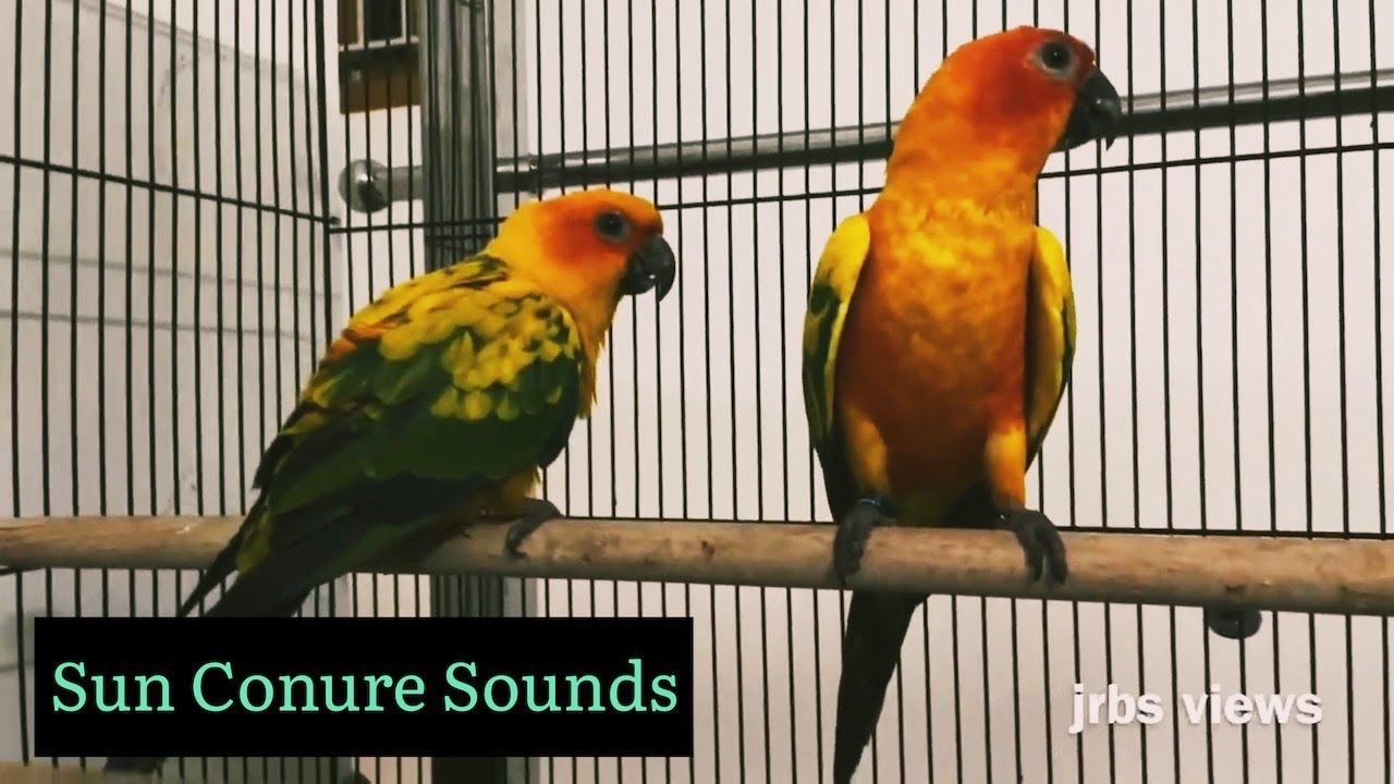 sun conure sounds 🦜