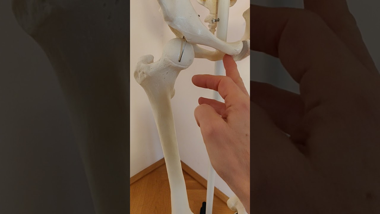 Adduktoren im Überblick