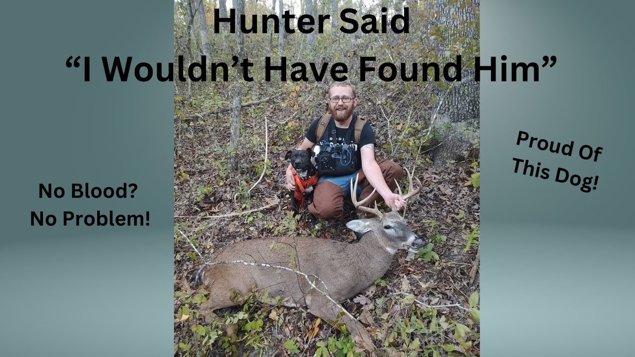 Deer Tracking Dogs Do Not Need Blood To Find Deer!!