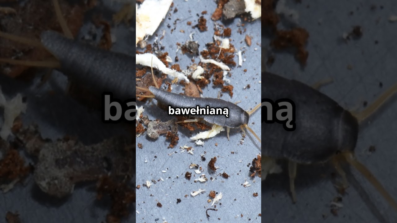 Ciekawostki o Rybiku Cukrowym!