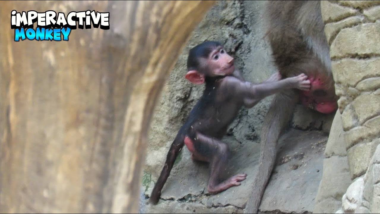 Curious Baby Monkey Exploring