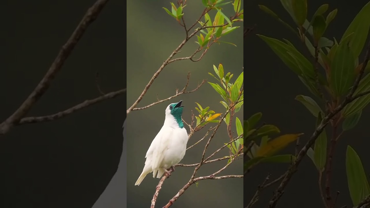 In Love with this Bell Bird 🕊️🕊️ #bird #birdshow #dailybirdshow #colorfulbird #beautifulbird