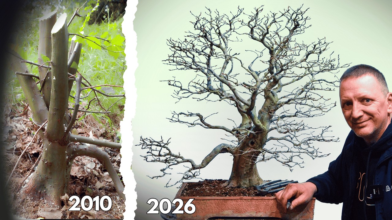 Dotarcie do tego bonsai z grabu zajęło 16 lat &mdash; pełne przesadzanie i przycinanie strukturalne