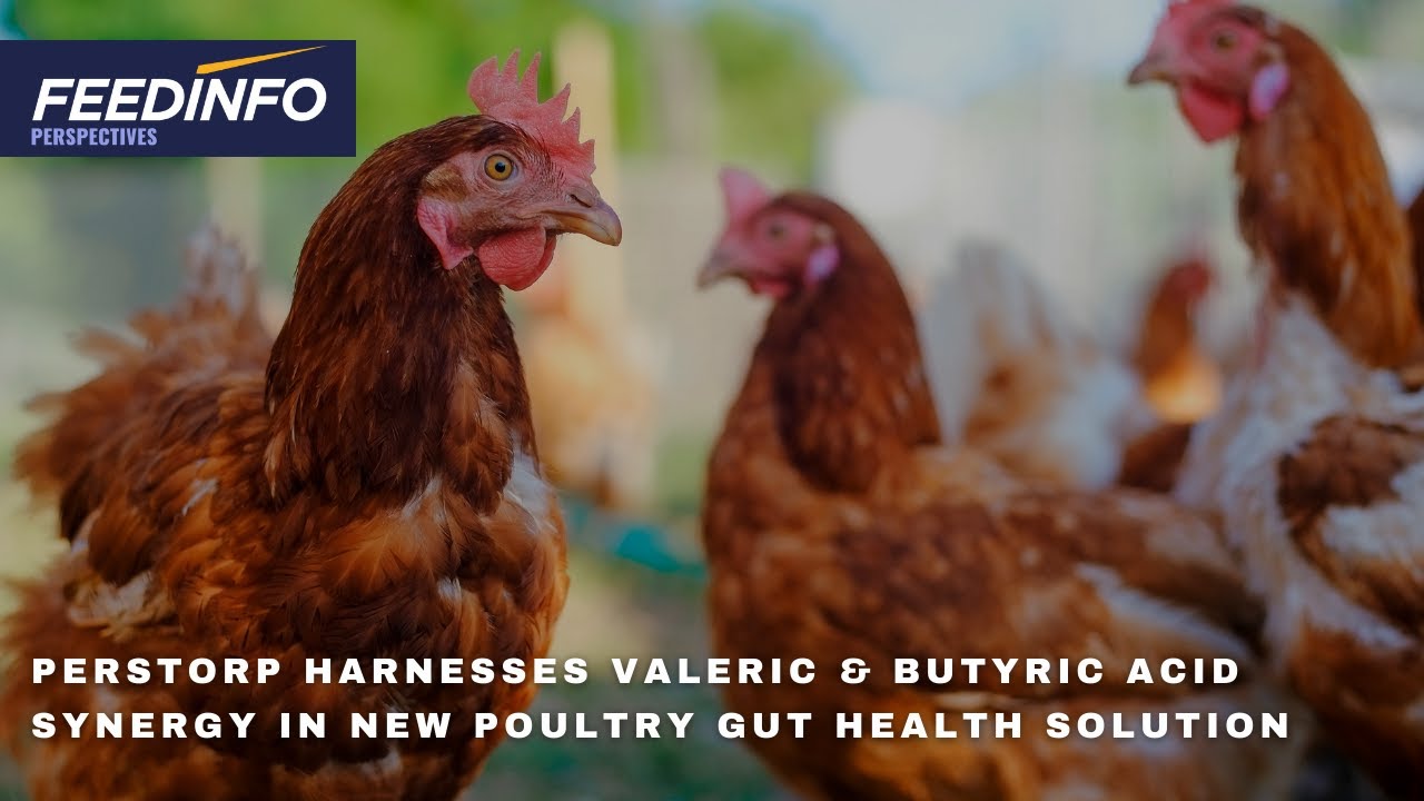 Perstorp Harnesses Butyric & Valeric Acid Synergy in New Poultry Gut Health Solution