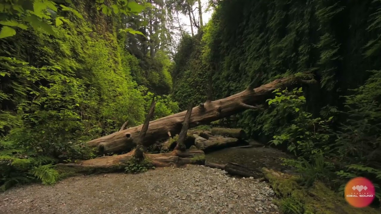 4K Mysterious Forest Sounds #forest