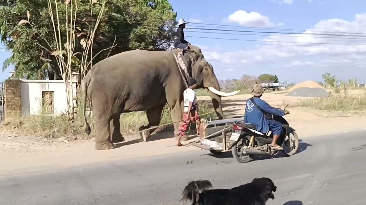 ลุ้นน้ำหนักอาหล่าตูลูครับผม