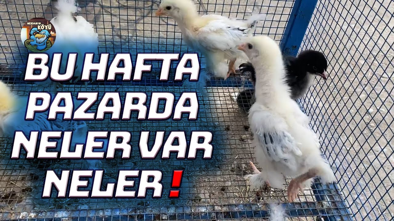 Civciv İsteyene Civciv   Ankara Tavuk Pazarı 3 6 2021 Part 1