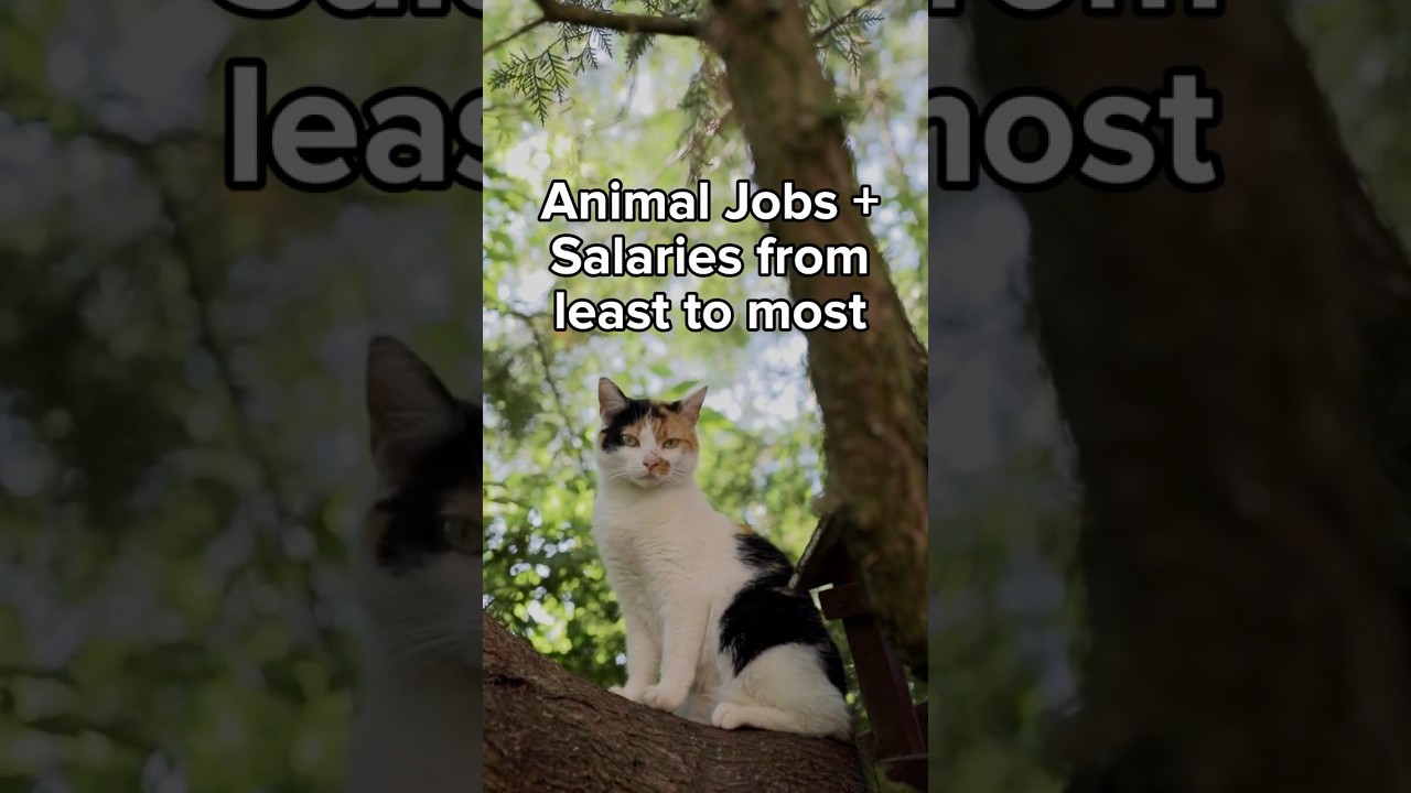 Animal Jobs and How Much They Make #animals #jobs