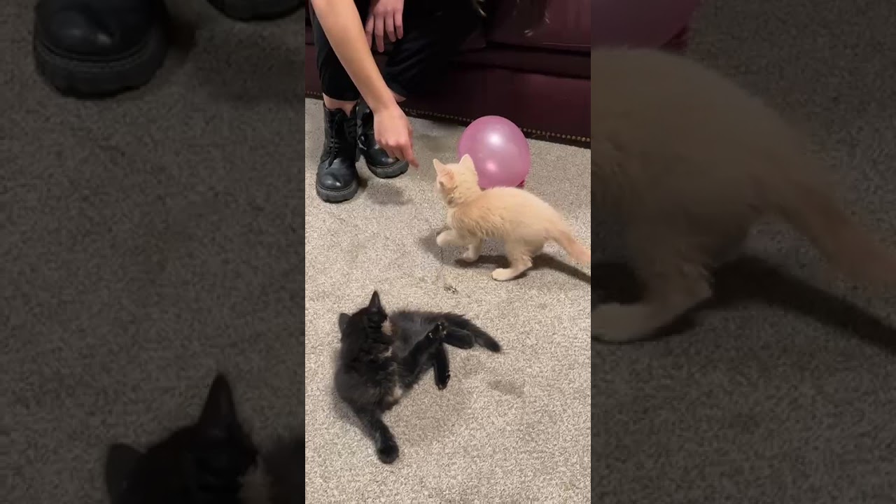 #cat #kitten #cute #видосыоткота 