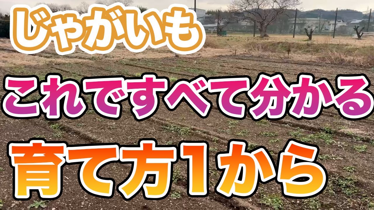 【じゃがいも】必見。10分でじゃがいもの育て方がわかります！