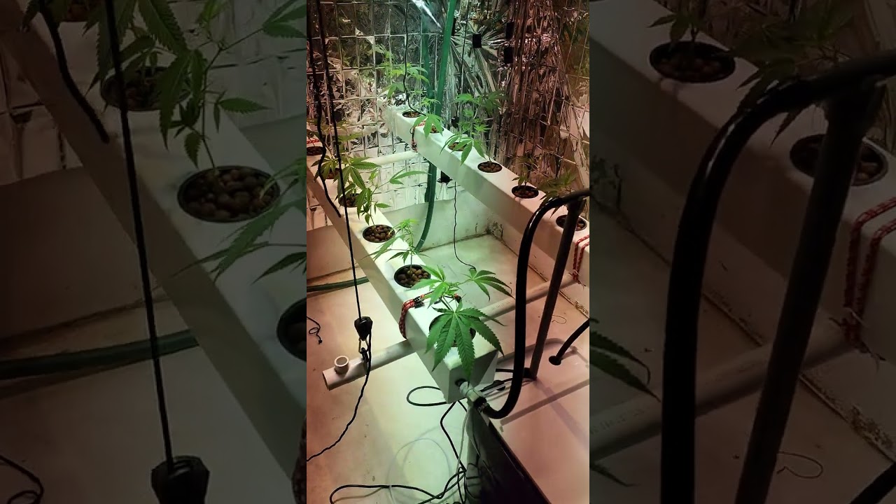 Big beautiful clones.