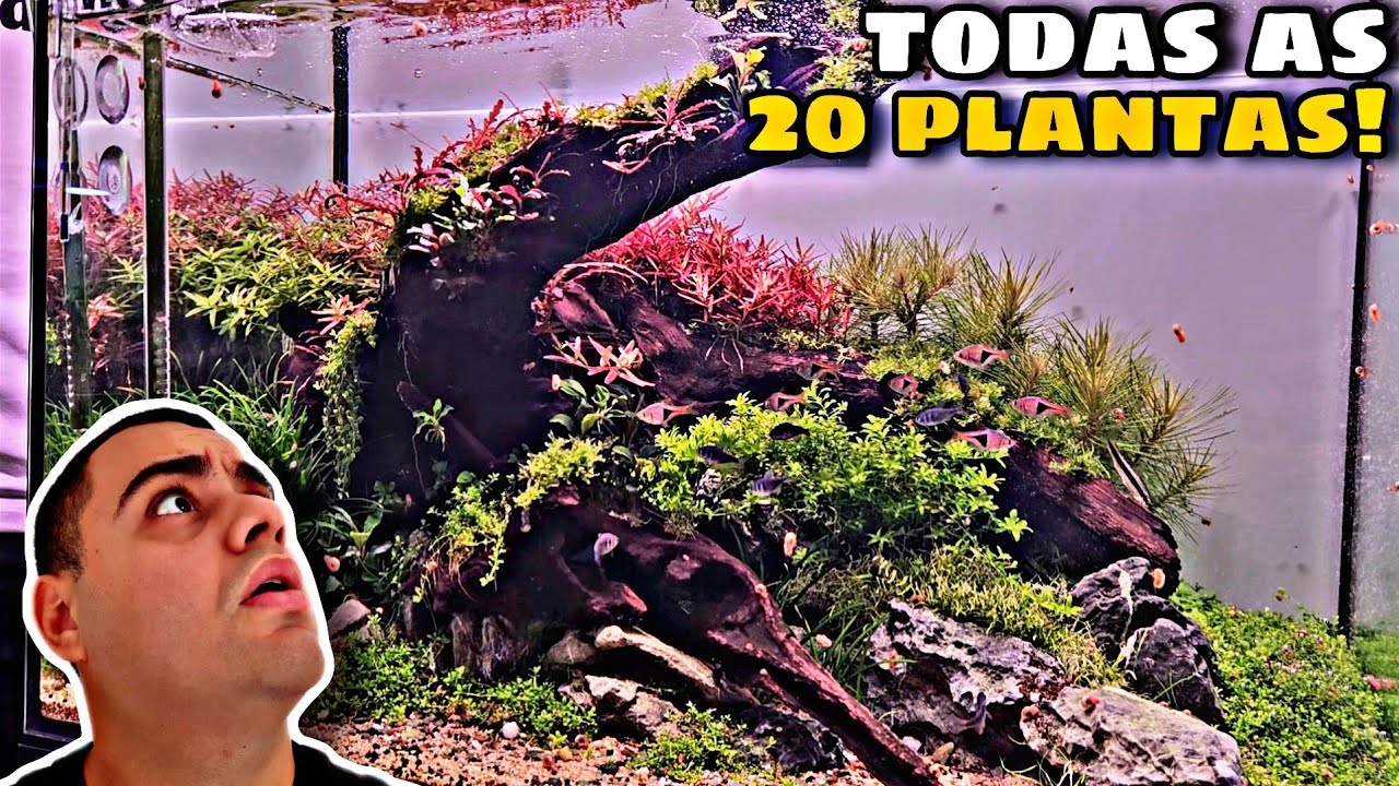 FALAMOS O NOME DAS 20 ESPÉCIES DE PLANTAS DESSE AQUÁRIO PLANTADO DE 70L