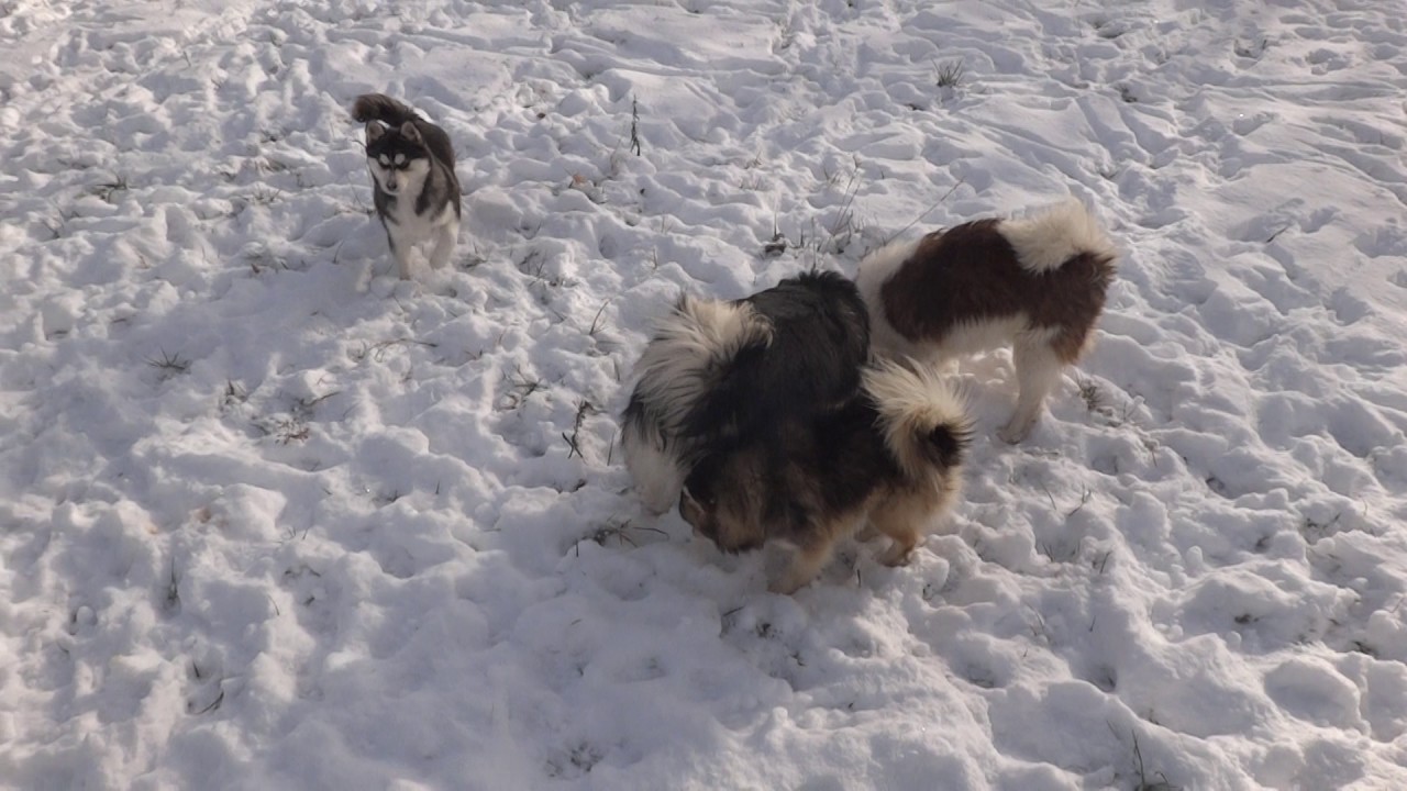 Pomskies Playing in the Snow