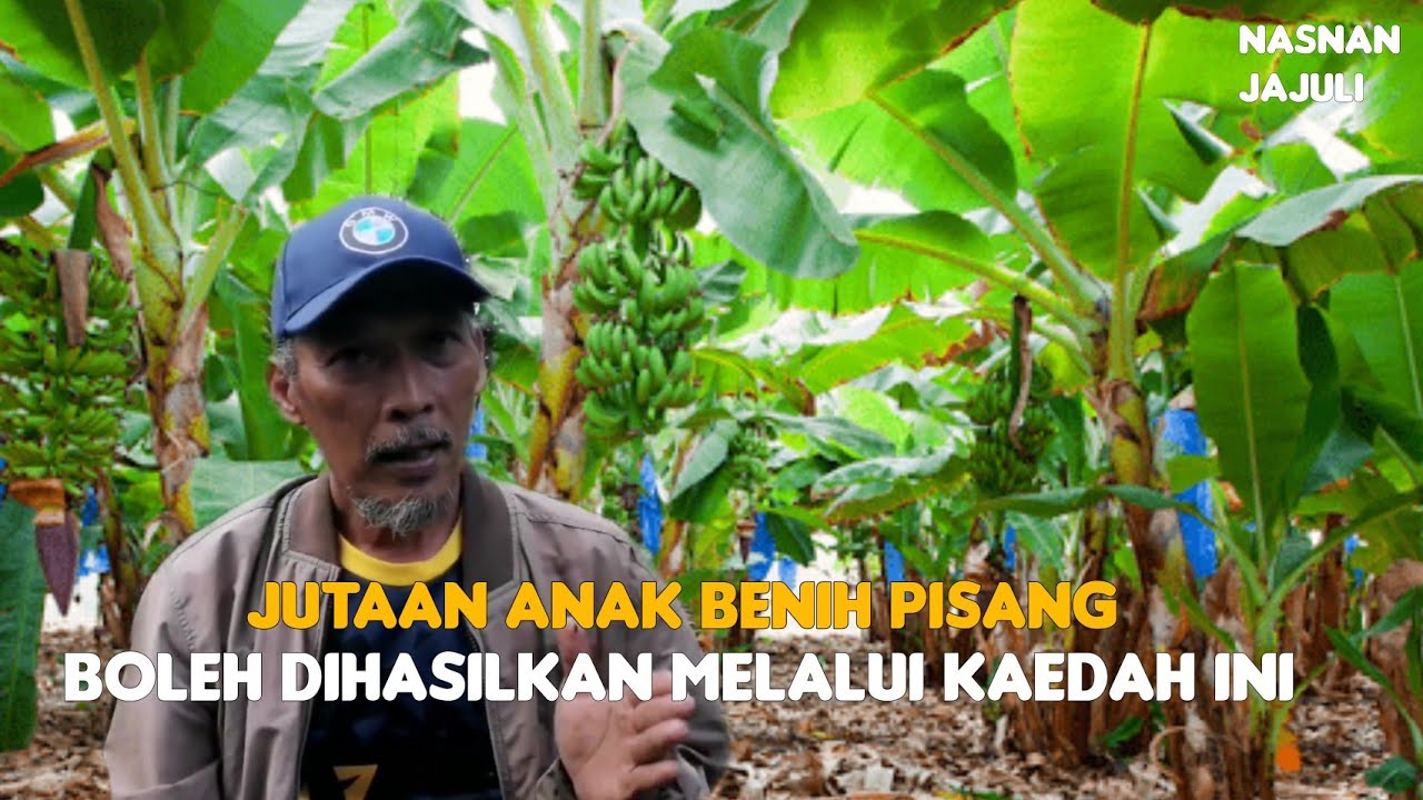 [PART 1] Jutaan Anak Pisang Boleh Dihasilkan Dengan Kaedah Ini