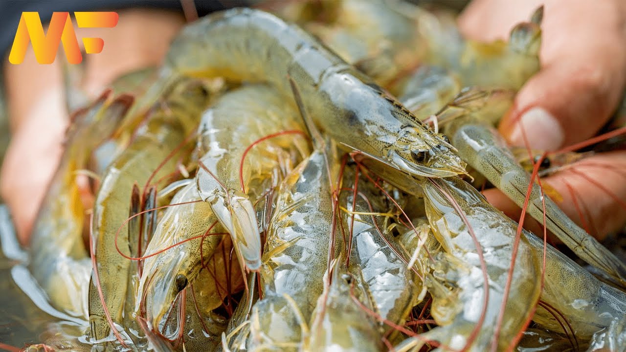 Modern Shrimp Farming  In Aquaculture Technology | shrimp Harvesting And Packing | Modern Farm➤#18