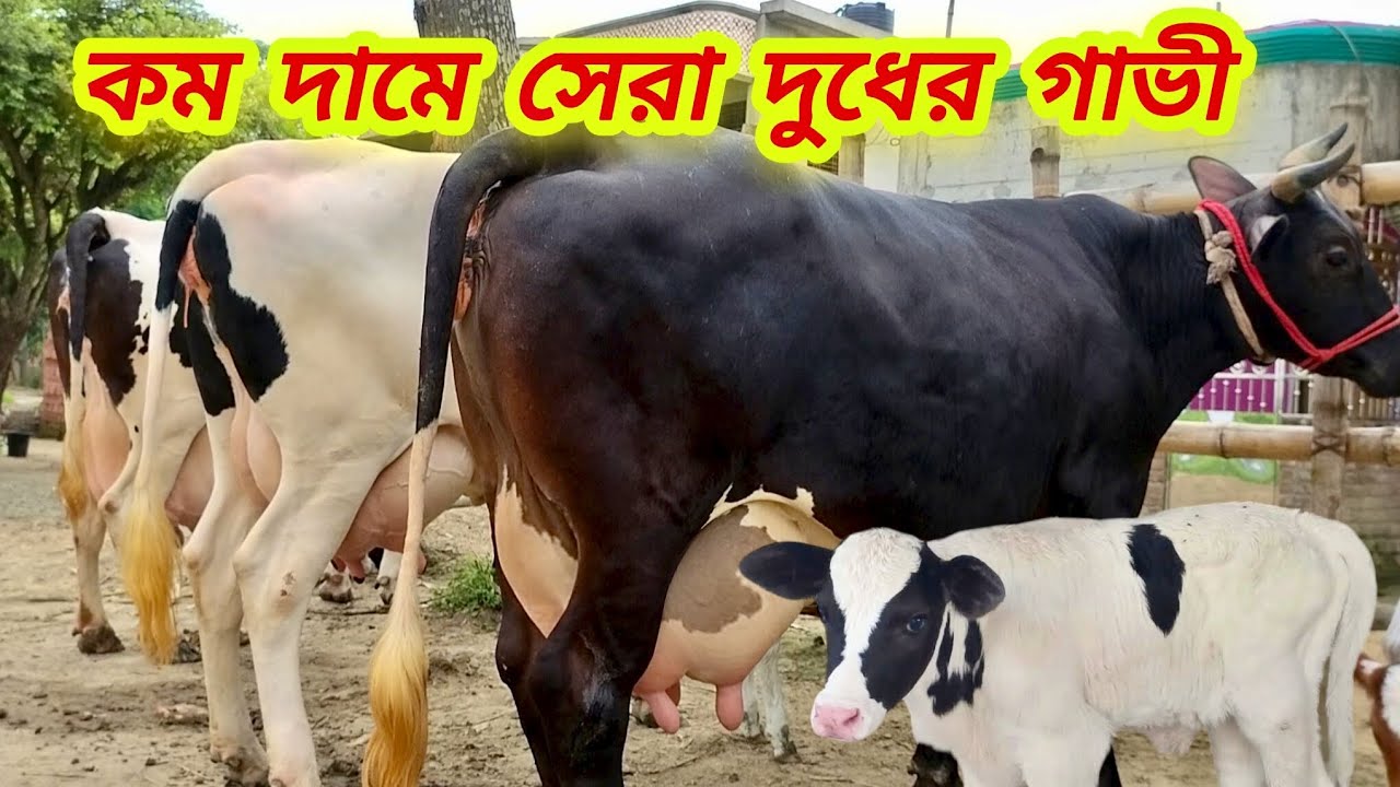 @আজ ১৫/১/২০২৬/ কম রেটে ২০-৩০ লিটার দুধের গাভী দেখুন। 