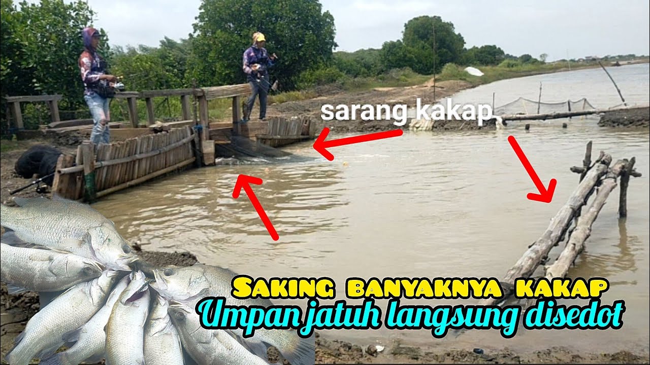 Kejam !! Didepan Mata Kumbul Sebesar Telor Unta Langsung Ditenggelamkan Kakap Putih