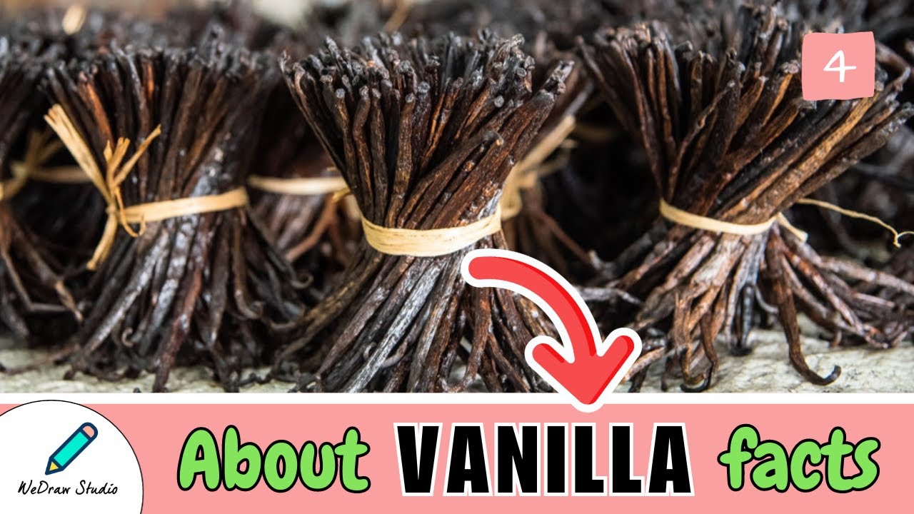 All About Vanilla Facts 🌟 - Plant Information, Benefits & More!