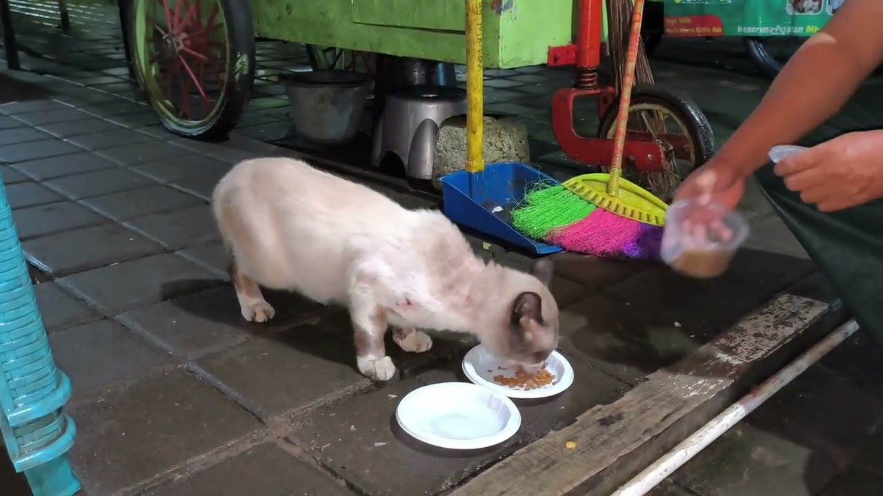 DUA KUCING PENJAGA PASAR KULINER HUJAN DERAS #cat #kucingliar 