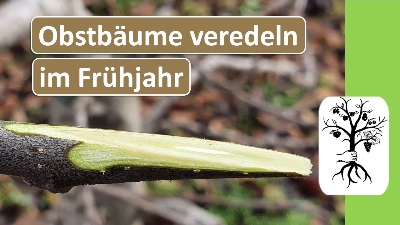 Obstb&auml;ume veredeln einfach erkl&auml;rt - Rindenpfropfen und Gei&szlig;fu&szlig;veredelung - Veredelungstechnik