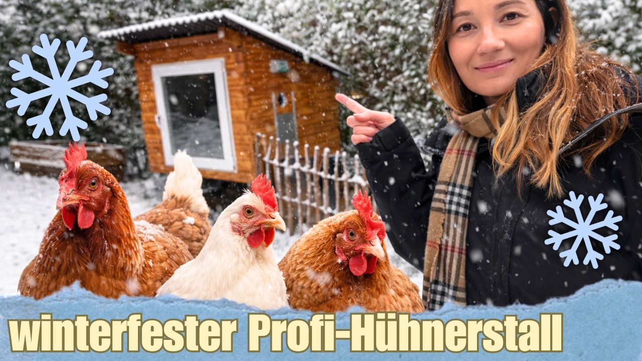 Winterfesten Hühnerstall selber bauen mit Profi-Anleitung ❄️