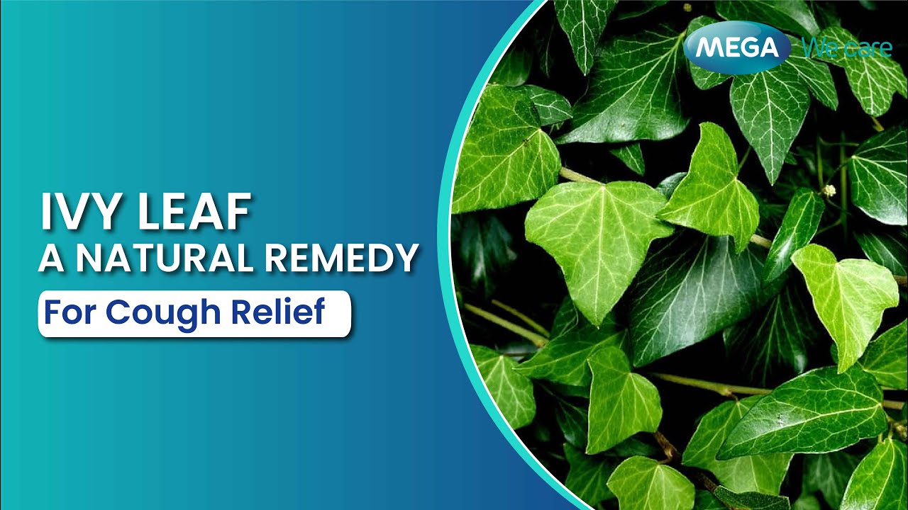 Ivy Leaf Extract | Natural Remedy for Cough Relief | Cough Medicine |  Herbal Solution