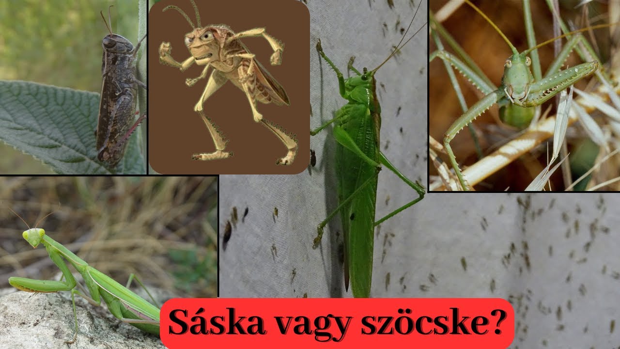 Mi a k&uuml;l&ouml;nbs&eacute;g a s&aacute;ska &eacute;s a sz&ouml;cske k&ouml;z&ouml;tt? Megmutatom :)