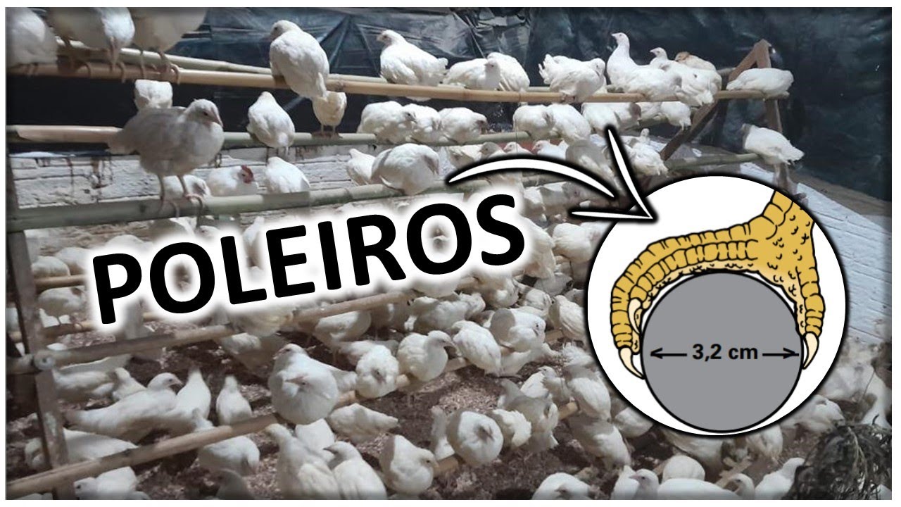 POLEIROS para galinhas: o melhor formato, altura, comprimento por ave, largura e dimensões corretas