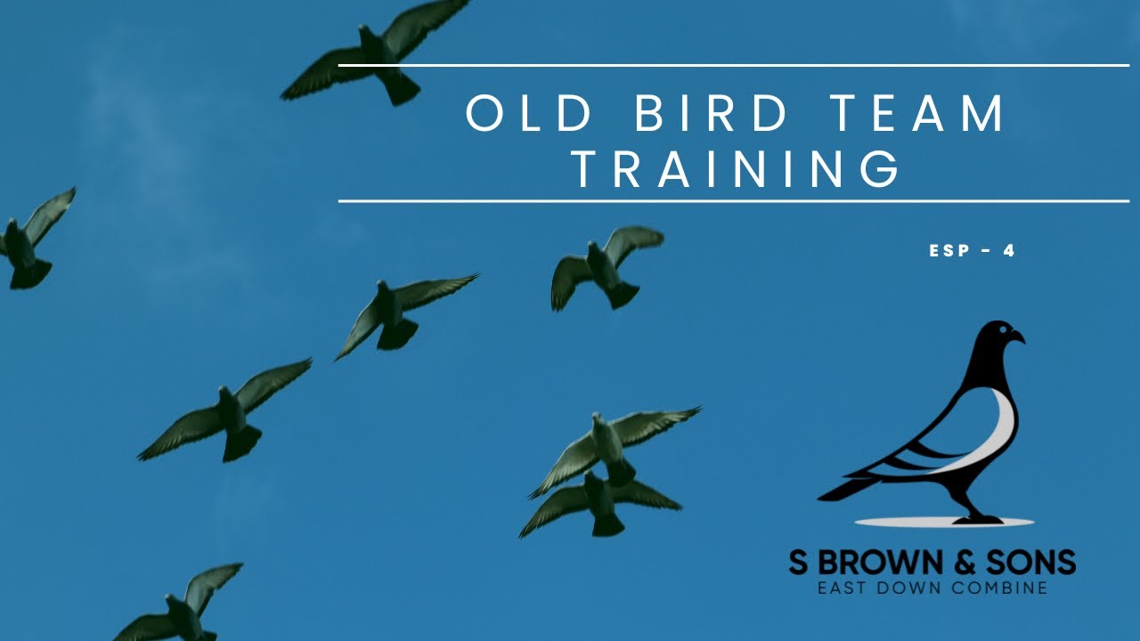 Esp  4 - Getting Old Bird Team Race Ready