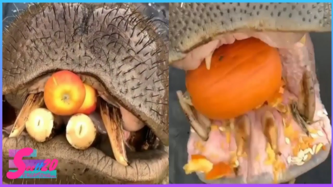 Big Hippos Eating WaterMelon , Cabbage , Fruits ...etc. || Watch Amazing & Wonder @SeeIt_20