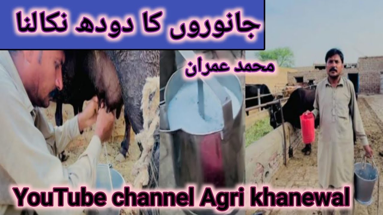 Asan Tariky sy Janwron ka doodh nikalna ||اسان طریقے سےجانوروں کا دودھ نکالنا ||@AgriKhanewal159