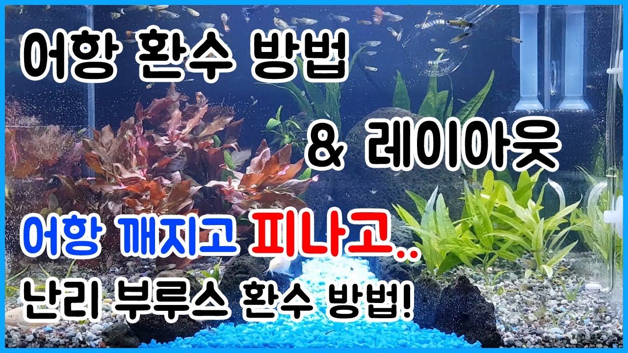 구피어항 물갈이 환수 방법 | 어항환수 및 구피 어항 레이아웃