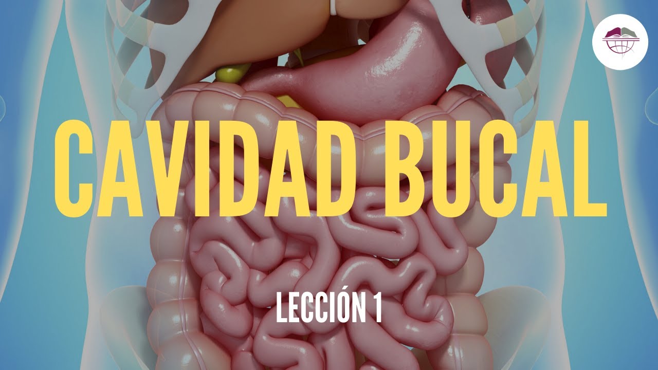 1. LA CAVIDAD BUCAL (ESTRUCTURA Y FUNCIÓN DEL SISTEMA DIGESTIVO)