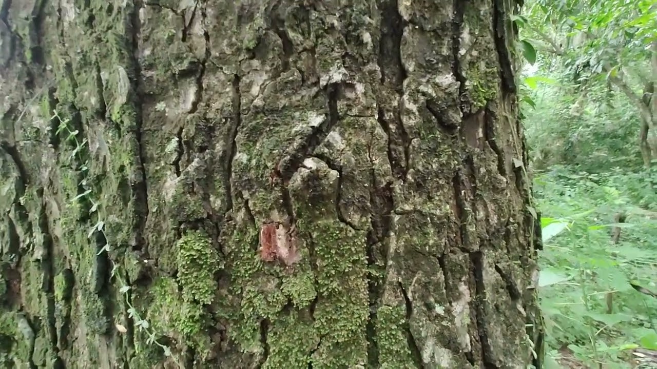 TE ENSEÑO EL ARBOL DE ALGARROBILLO, SAMAN O CAMPANO (ALBIZIA SAMAN) RESERVA NATURAL LOS GUAIMAROS