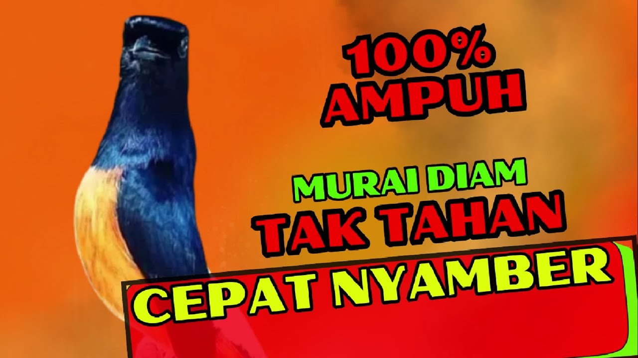 CEPAT NYAMBER✅✅ gak akan TAHAN diam murai mendengar pancingan ini✅✅