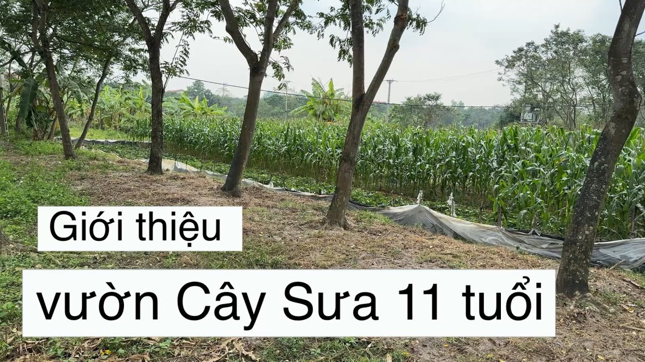 Giới Thiệu Vườn C&acirc;y Sưa Đỏ 11 Năm Tuổi V&agrave; 6 Năm Tuổi Của Để D&agrave;nh Quyết Kh&ocirc;ng B&aacute;n Non Để Th&agrave;nh Gỗ Gi&agrave;