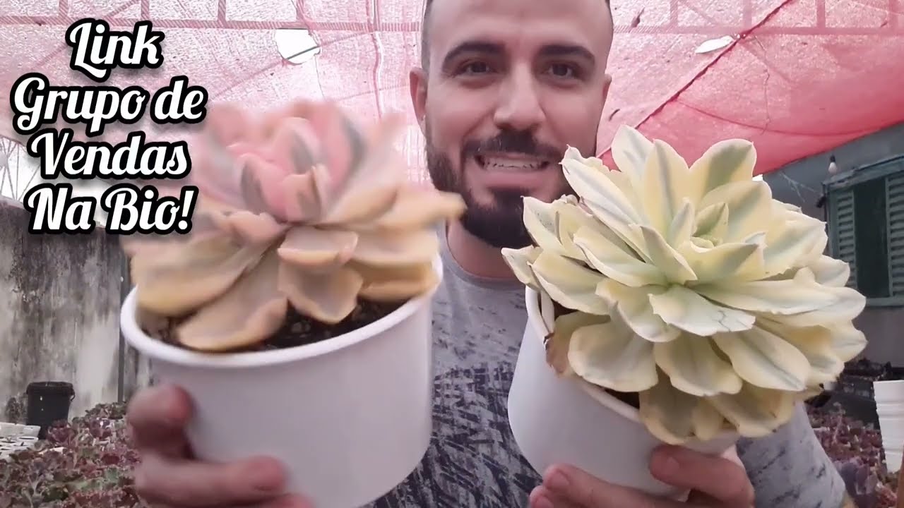 Variegatas! Apresentação de algumas matrizes,  link vendas descrição! 