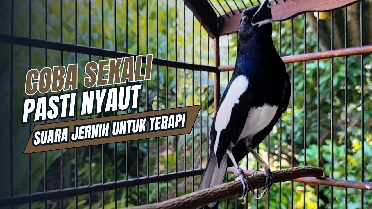 suara BURUNG kacer GACOR ngeplong KONSLET Tarung ini Paling Ampuh buat PANCINGAN KACER agar EMOSI