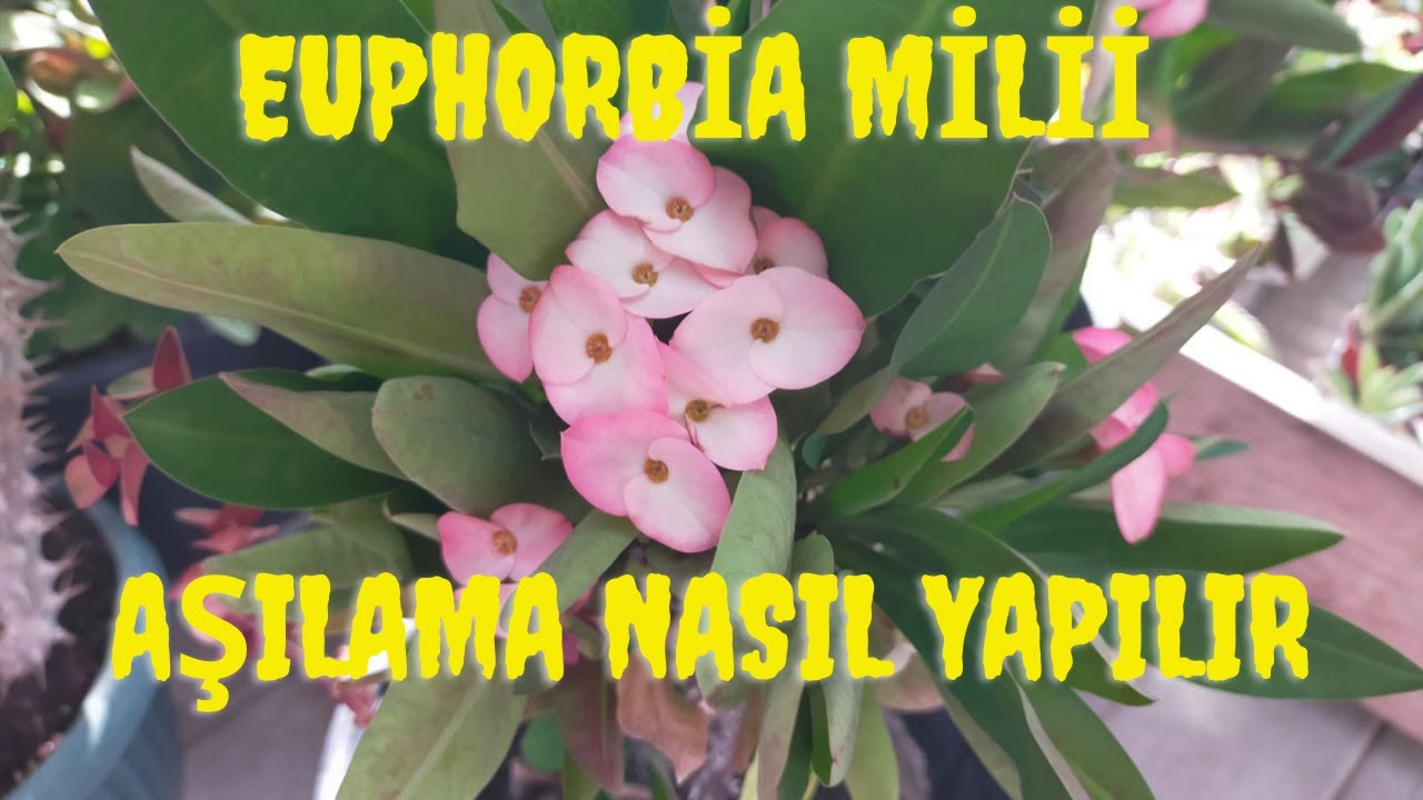 Euphorbia Milli Aşısı Nasıl Yapılır/Dikenler Tacı Her Dalı Ayrı Renk Açsın