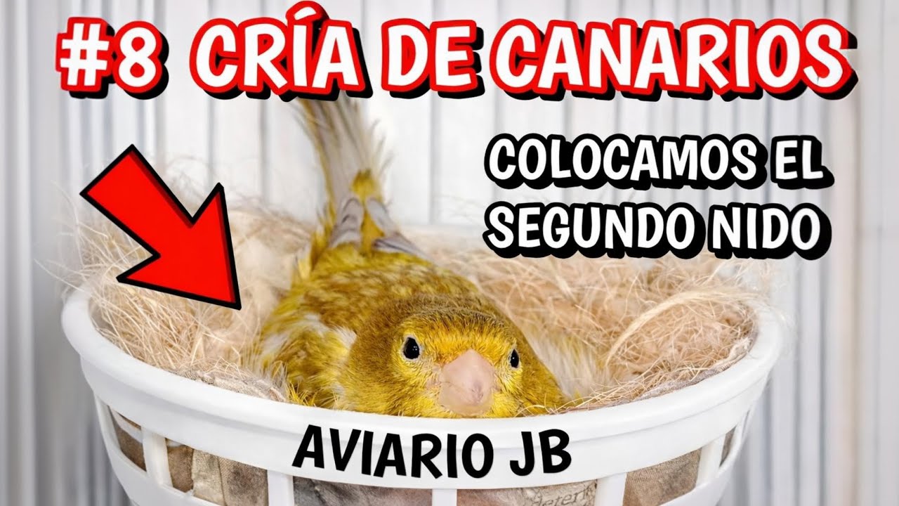 ¿CUÁNDO colocamos el SEGUNDO NIDO? Hembra criando sola | #8 CRÍA DE CANARIOS